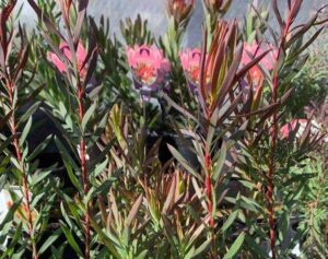 Leucadendron 'Gypsy™ Red' in an 8" pot features tall, narrow-leaved green plants with delicate pink flowers, thriving closely together outdoors in sunlight.