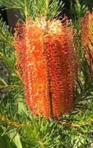 Close-up of Banksia 'Bird Song' in a 6" pot, featuring an orange bloom and green, needle-like foliage—ideal for attracting birds to your garden.