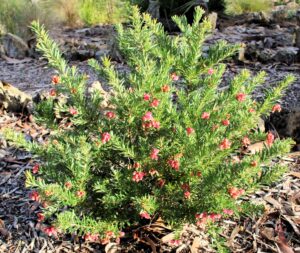 Grevillea 'Fireworks™' 10" Pot is a green shrub with narrow leaves and clusters of small, pinkish-red flowers, ideal for gardens with mulch and rocks.