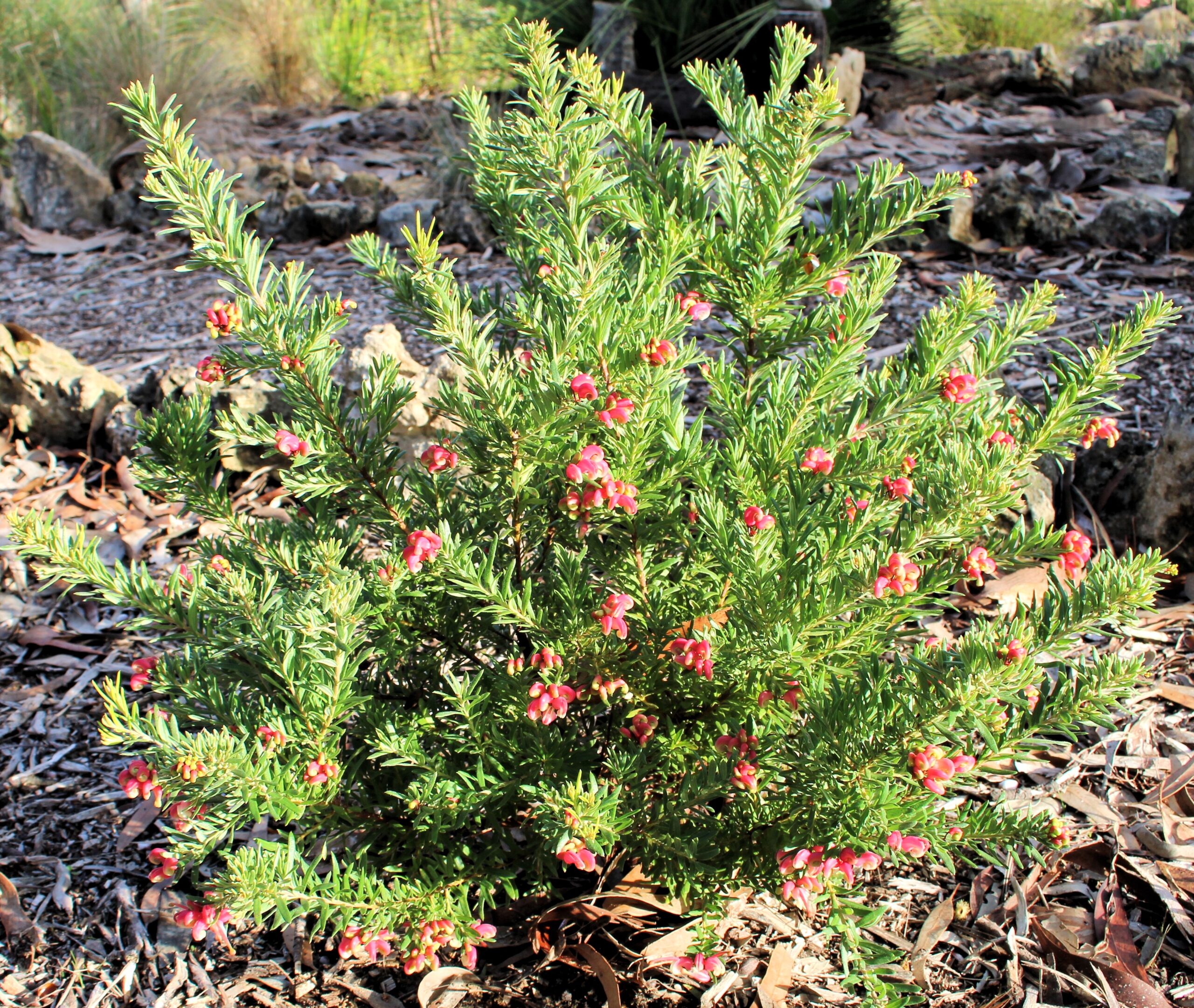 Grevillea 'Fireworks™' 10" Pot is a green shrub with narrow leaves and clusters of small, pinkish-red flowers, ideal for gardens with mulch and rocks.