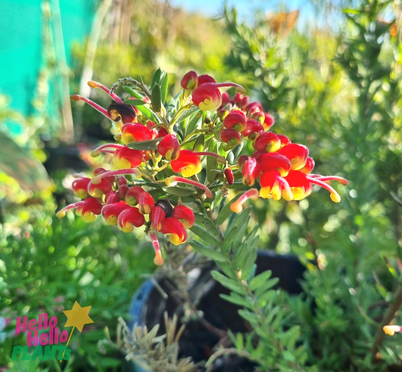 Grevillea 'Fireworks™' 8" Pot
