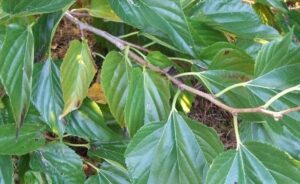 The Morus Unryu 'Contorted Mulberry' 8" Pot features glossy green, veined leaves on twisting woody stems, highlighted here in natural outdoor light.