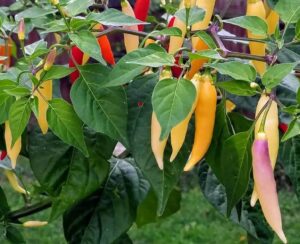 Capsicum 'Aji Omnicolor' Chilli 4" Pot features an attractive plant with elongated chillies in yellow, purple, and red stages of ripeness nestled among vibrant green leaves.
