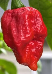A close-up of the Capsicum 'Brain Killer' Chilli Pepper in a 4" pot, featuring its vibrant red color as it hangs from a green stem with blurred green leaves in the background.