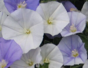 Convolvulus 'Two Moons' in a 6" pot displays elegant white and pale purple morning glory blooms, ideal for adding graceful beauty to your space.
