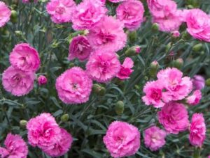 Dianthus 'Candy Floss Mauve' in a 6" pot features clusters of vibrant mauve blooms with green stems and unopened buds, ideal for brightening up any space.