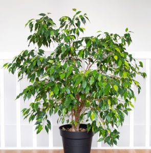 A Ficus 'Weeping Fig' Variegated in a 15cm pot, featuring lush, variegated leaves, is placed indoors with a white railing as the background.