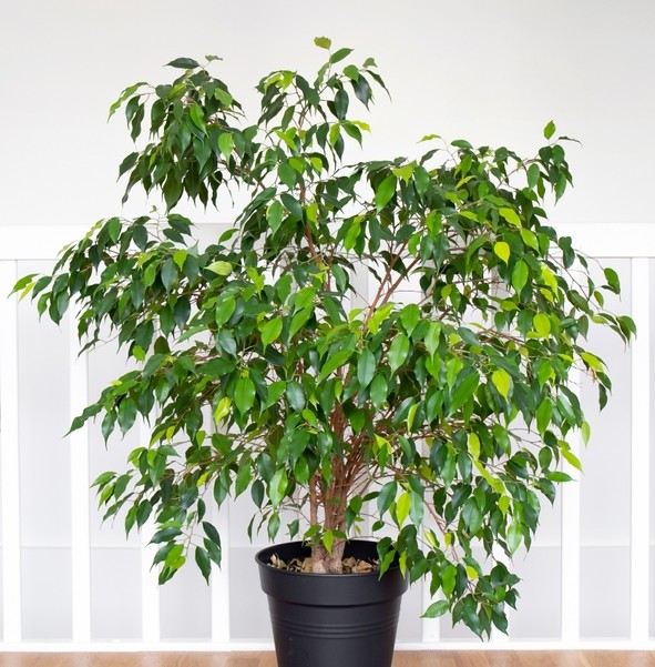 A Ficus 'Weeping Fig' Variegated in a 15cm pot, featuring lush, variegated leaves, is placed indoors with a white railing as the background.