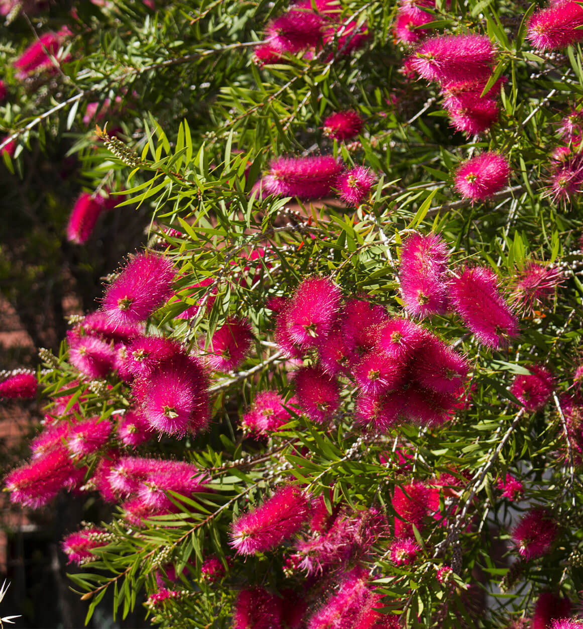Callistemon 'Carnival Cerise Pink' in a 6" pot, showcasing abundant cerise pink, brush-like blooms and slender green leaves.