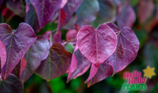 Hello Hello Plants Nursery Campbellfield Melbourne Australia Cercis canadensis Forest Pansy purple foliage heart shaped
