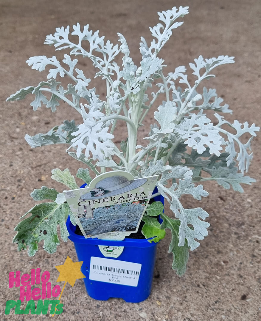 Cineraria 'Silver Dust'