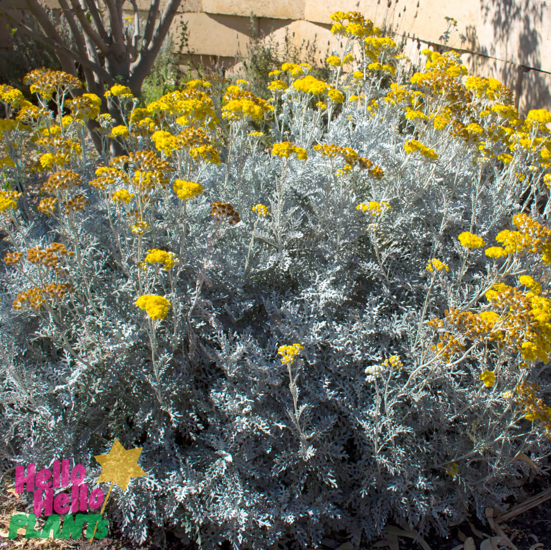 Cineraria 'Silver Dust'