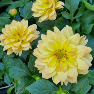 Three yellow Dahlia Dalina® Grande 'Romero' flowers with water droplets on their petals are surrounded by green leaves in a 6" pot.