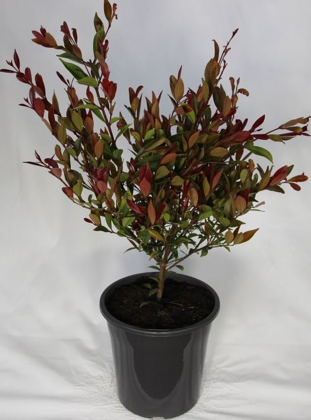 Acmena 'Orange Crush' Lilly Pilly