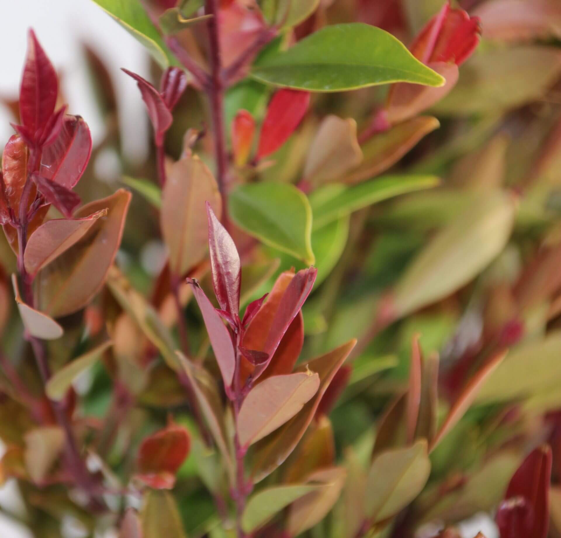Close-up of vibrant red and green leaves on an Acmena 'Orange Crush' Lilly Pilly in a 7" pot, some showing a striking gradient from red to green.