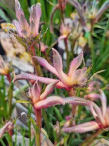 Close-up of Anigozanthos 'Aussie Spirit' PBR Kangaroo Paw in a 6" pot, featuring pink and yellow fuzzy flowers with green stems against a soft-focus background—highlighting authentic Australian charm.