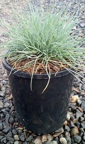Festuca 'Beyond Blue' Fescue Grass 6" Pot