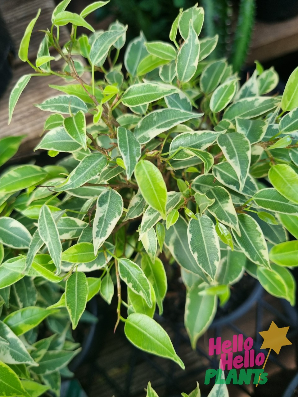 Ficus 'Weeping Fig' Variegated 6" Pot