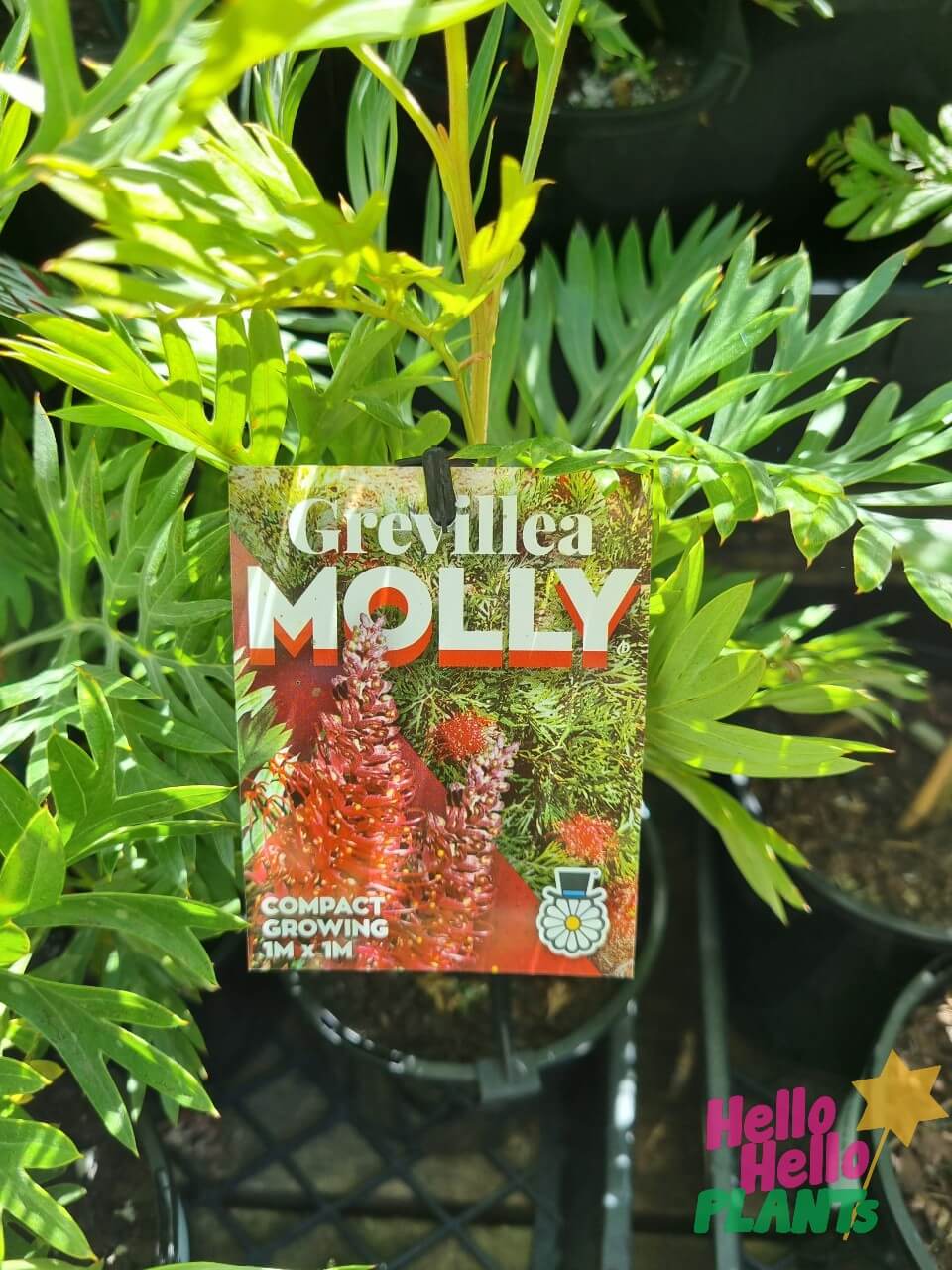 Grevillea 'Molly'