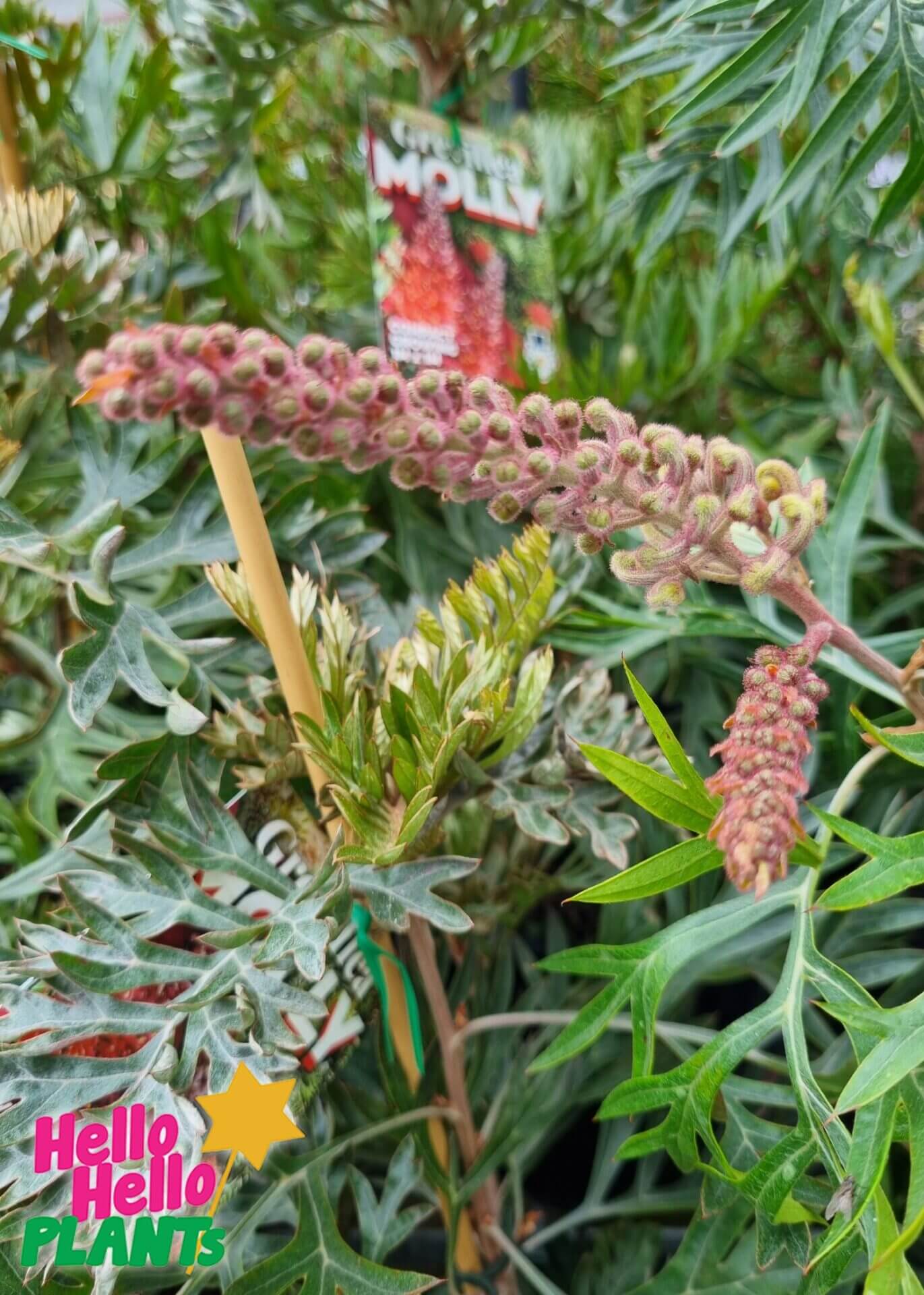 Grevillea 'Molly'