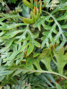 Close-up of green, deeply lobed leaves with pointed edges and brown spots, showcasing the unique texture and pattern of Grevillea 'Molly' foliage in a 6" pot.