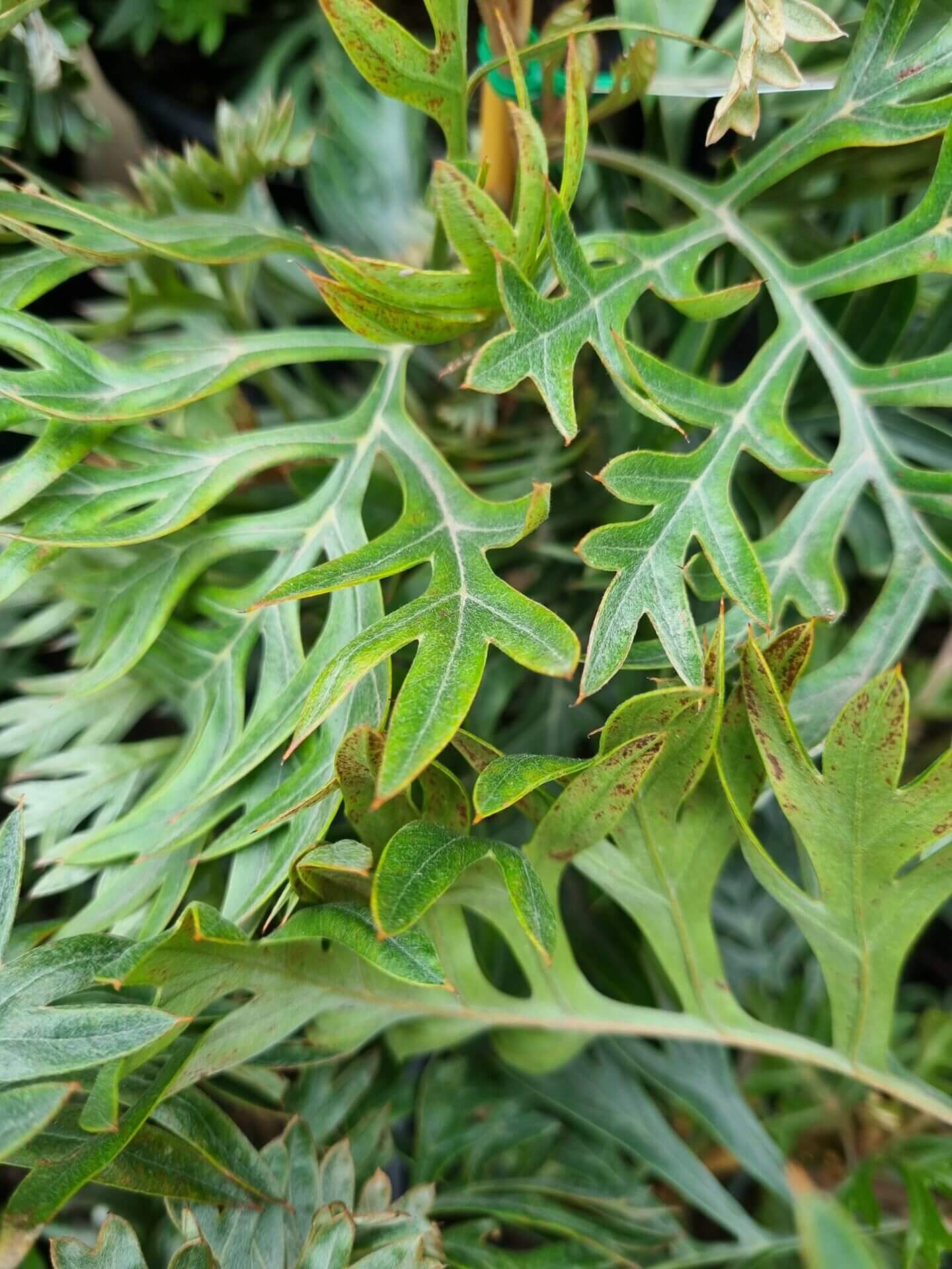 Close-up of green, deeply lobed leaves with pointed edges and brown spots, showcasing the unique texture and pattern of Grevillea 'Molly' foliage in a 6" pot.