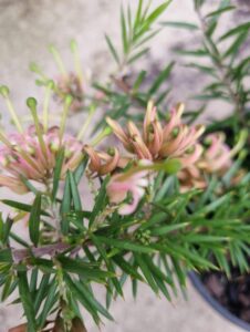 Close-up of slender green leaves and pink, tubular blooms on a Grevillea 'Pink Lady' 6" Pot, with a blurred background and part of the black pot in view.