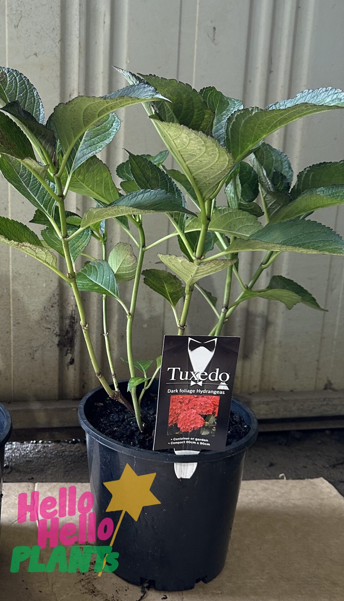 Hydrangea 'Tuxedo® Red' 8" Pot