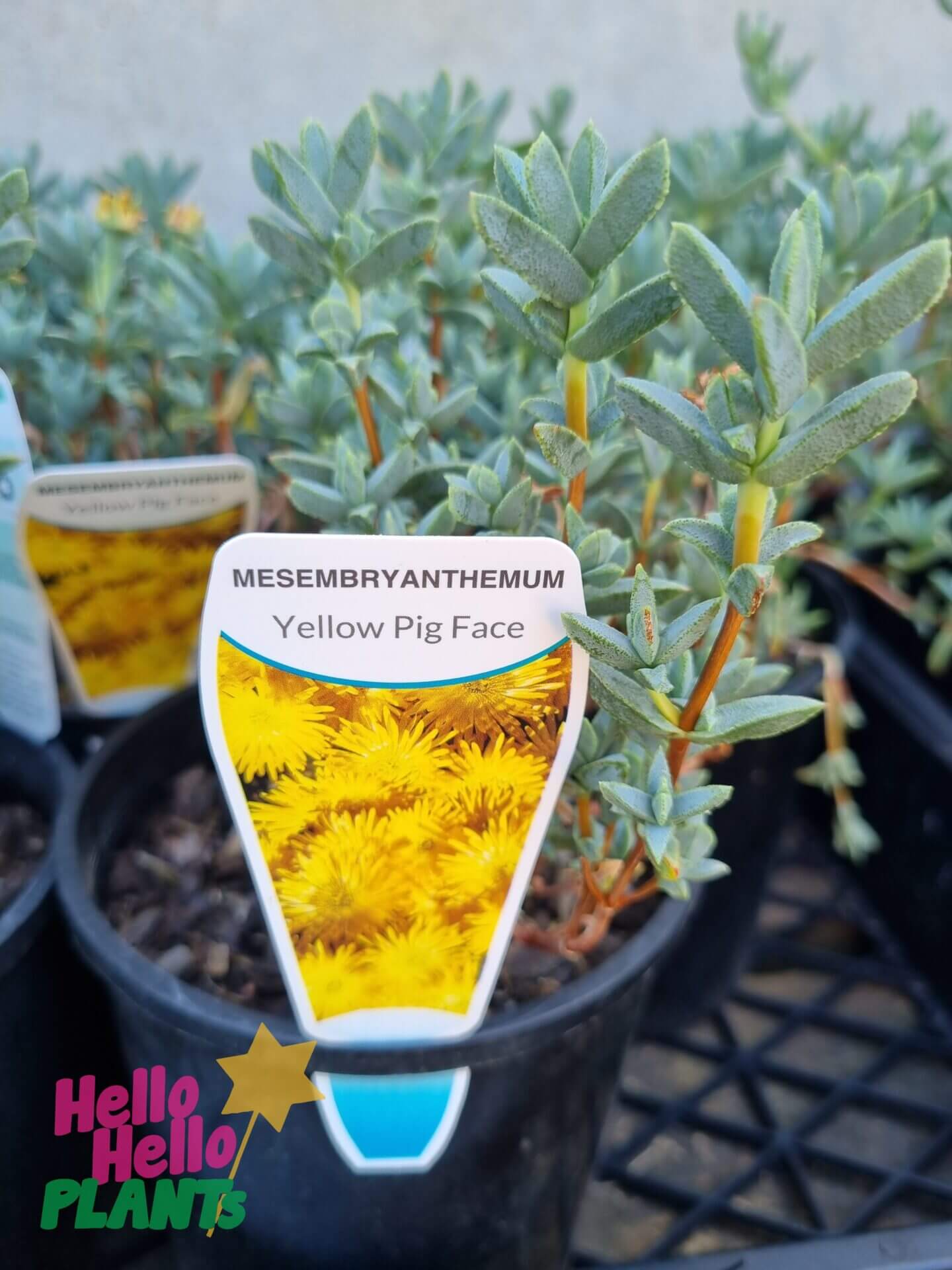 Mesembryanthemum Pig Face 'Lemon'