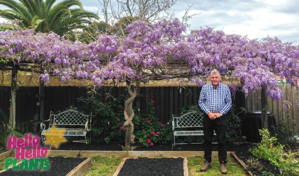 Hello Hello Plants Nursery Campbellfield Melbourne Victoria Australia Wistreria sinensis Chinese Wisteria arbour with benche seats garden with Chris