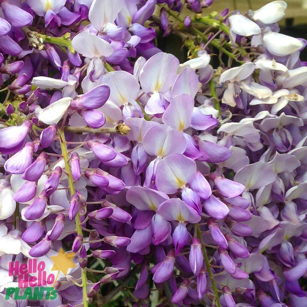 Hello Hello Plants Nursery Campbellfield Melbourne Victoria Australia Wistreria sinensis Chinese Wisteria purple wisteria flowers