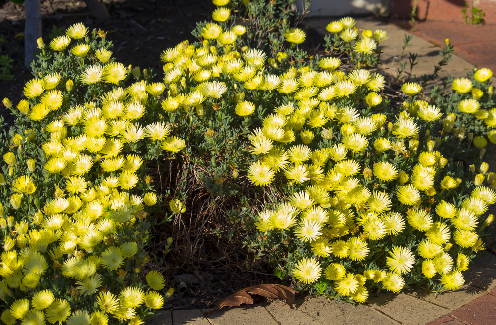 A dense cluster of Mesembryanthemum Pig Face 'Lemon' in a 15cm pot displays small yellow and white daisy-like blooms beside a sunlit paved footpath.