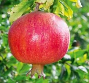 A Punica 'Mollar de Elche' Pomegranate in a 13" pot displays a ripe red fruit hanging from its branch, with green leaves in the background.