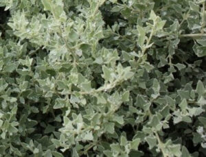 Close-up of dense, silvery-green Rhagodia 'Aussie Flat Bush™' Salt Bush in a 6" pot, featuring triangular leaves and small water droplets.