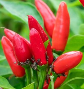 The Capsicum 'Thai Hot' Chilli Pepper 4" Pot features ripe, vibrant peppers growing among lush green leaves—perfect for adding spicy flavor and heat to your garden.
