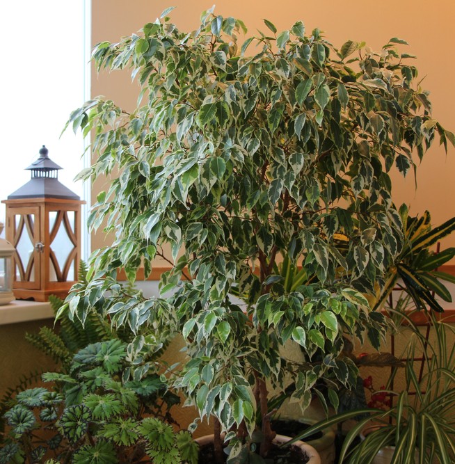 A Ficus 'Weeping Fig' Variegated in a 15cm pot sits among houseplants, with a wooden lantern on the nearby windowsill.