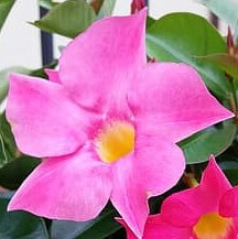 A close-up of Mandevilla 'Jade Pink' in a 6" pot shows vibrant pink flowers with yellow centers, set against lush green leaves.