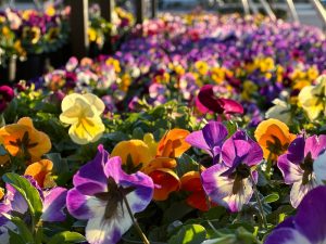 Close-up of the Pansy 4" Pot at a garden centre, with sunlight highlighting its vibrant purple, yellow, and orange blooms.