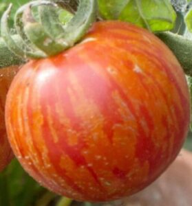 Close-up of Tomato 'Tigarella' in a 4" pot, showing its ripe fruit with red and orange streaks on the skin, attached to a green stem surrounded by leaves—a vibrant choice for your tomato plant collection.
