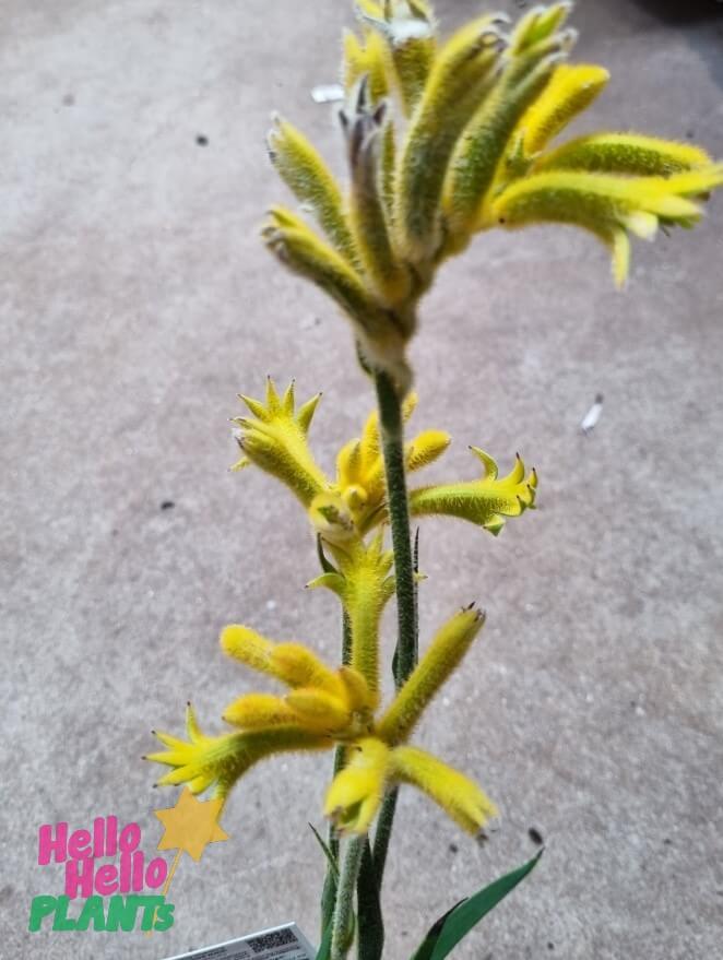 Anigozanthos 'Landscape Gold' Kangaroo Paw 6" Pot
