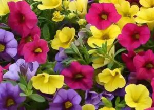 Calibrachoa 'Paintball Mix' in a 6" pot features vibrant yellow, purple, and magenta blooms, highlighted by lush green foliage in the background.