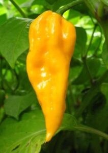 A ripe Capsicum 'Devil's Tongue' Chilli Pepper grows from a green plant in a 4" pot, nestled among its leaves.