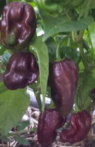 Capsicum 'Habanero Brown' Chilli in a 4" pot features dark brown, wrinkled peppers growing on a lush green plant.
