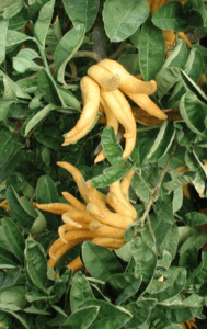 Citrus 'Buddha's Hand' in a 10" pot features yellow, finger-like fruits growing among lush green leaves.