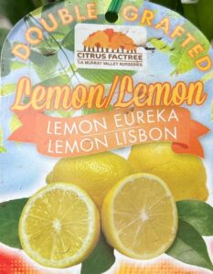 Plant tag for Citrus 'Eureka Lemon x Lisbon Lemon' Double Graft 10" Pot, displaying images of both Eureka and Lisbon Lemon varieties, indicates double grafted stock from Citrus Factree nursery.
