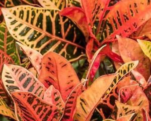 Close-up of vibrant orange and yellow variegated leaves with dark veins on a Codiaeum 'Croton Petra' in a 5" pot, showcasing its dense, colorful foliage.