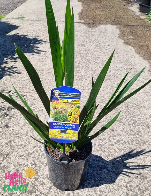 Anigozanthos 'Landscape Gold' Kangaroo Paw 6" Pot