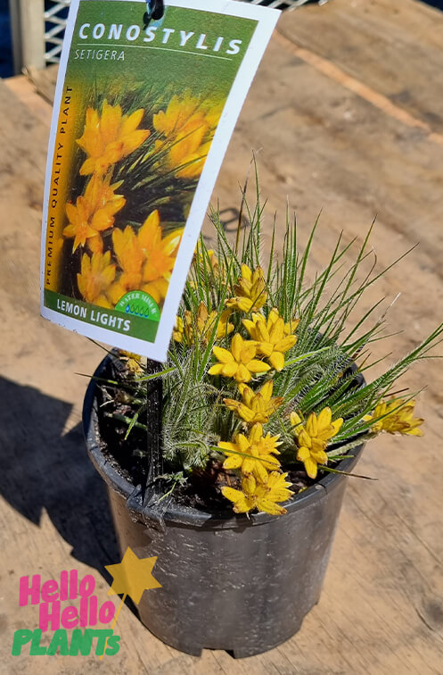 Conostylis 'Lemon Lights' Cotton Heads 6" Pot