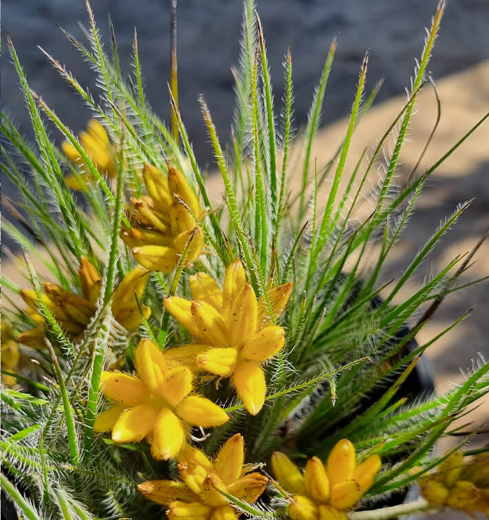 Conostylis 'Lemon Lights' Cotton Heads 6" Pot