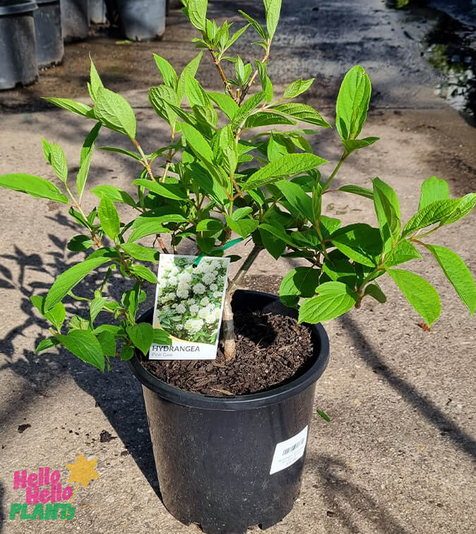 Hydrangea 'Pee Gee' 6" Pot